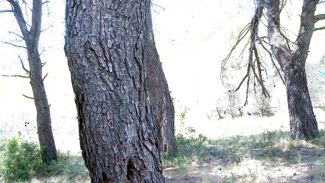 Insane Compilation: Asian Schoolgirl Sucks, Forest Fuck & Snow Pussy Licking!