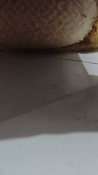 Apni bhabhi ki tatti ko bhabhi ka pedia gir Gaya | Clip 1