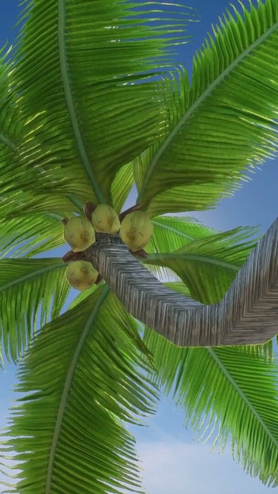 Zack Island Paradise | Klip 1