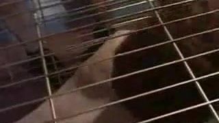 creampie caged girl in prison