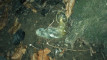 Pratinjau video