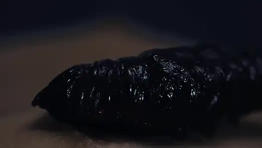 Эпизод ночной неподвижности