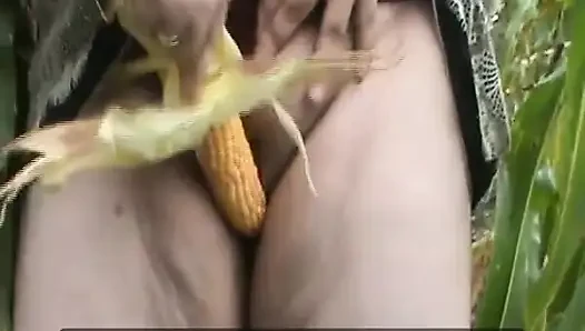 Tammara di ladang jagung