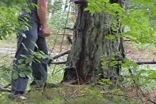 Wank by busy roadside and shoot up  tree