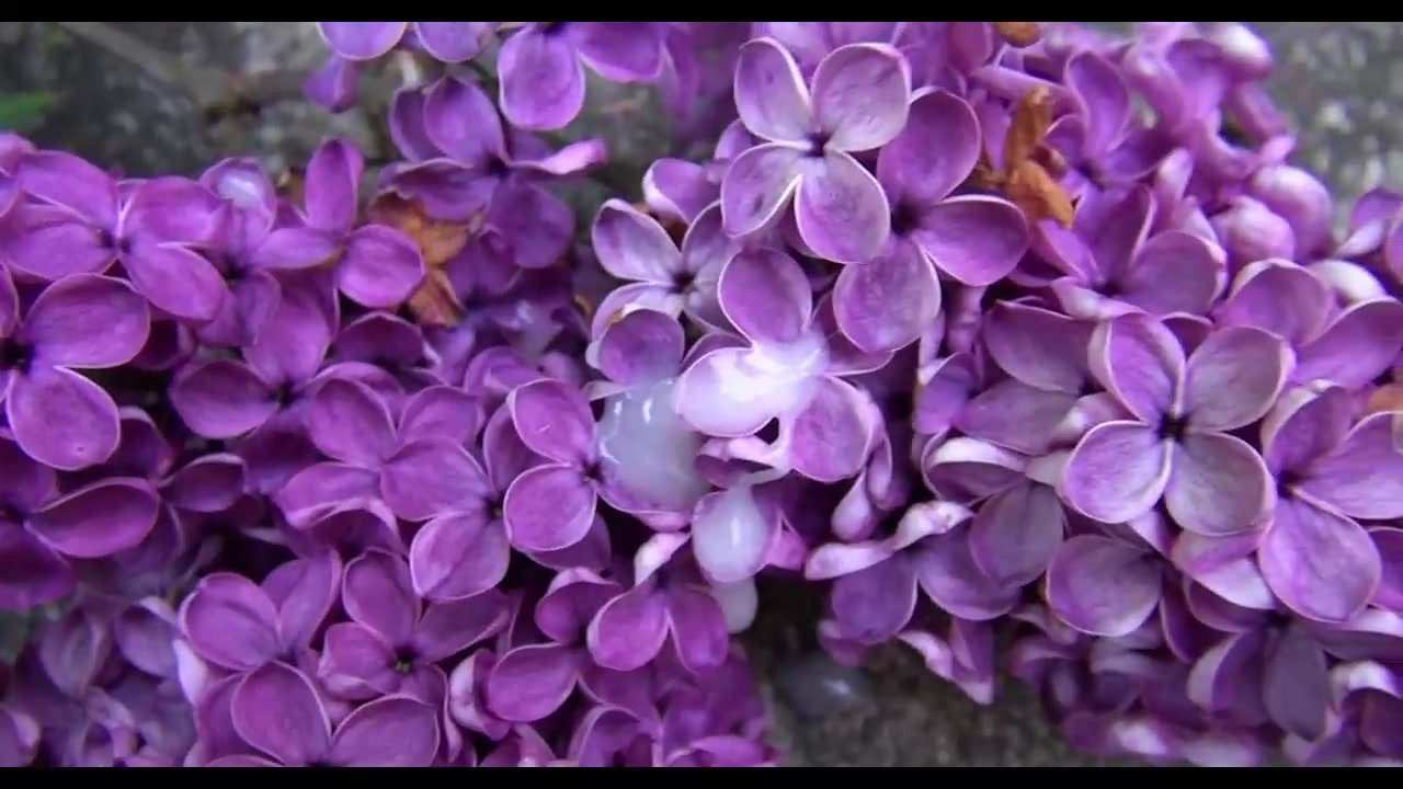 Syringa vulgaris