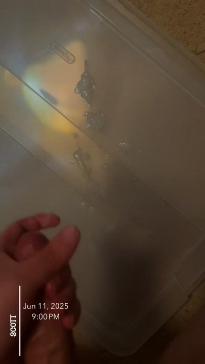 big white cock