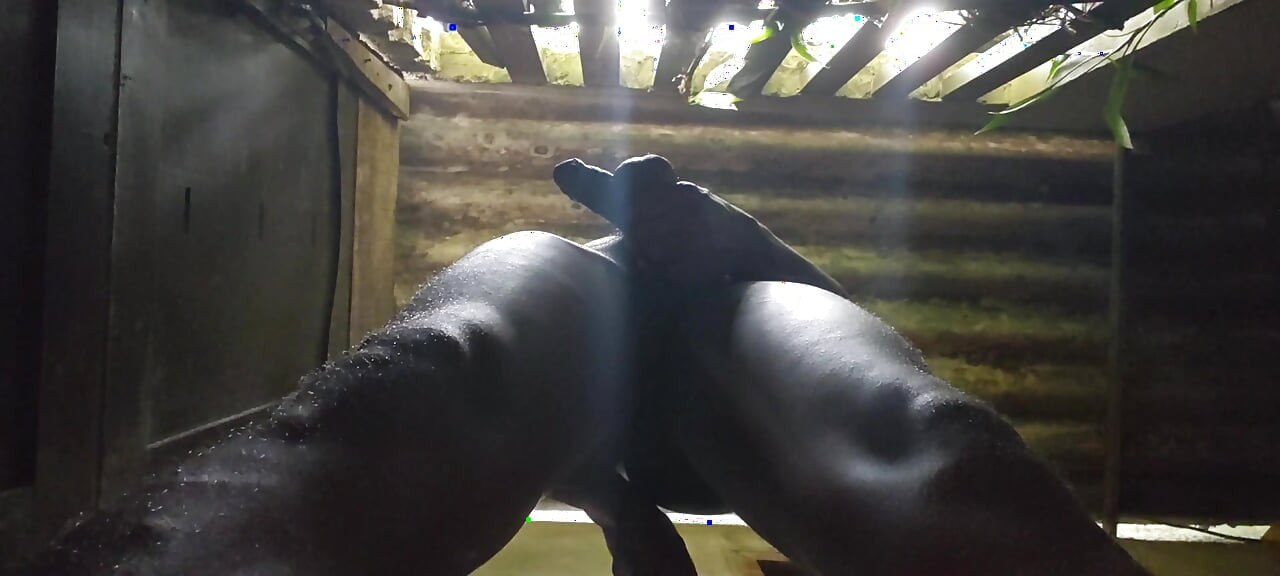 Eu amo brincar com minhas bolas e pau preto