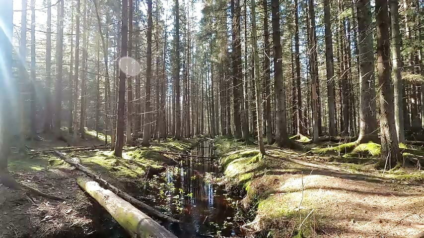 nature 2 video