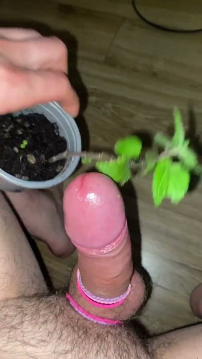 Nettle dick torture nettles penis extreme
