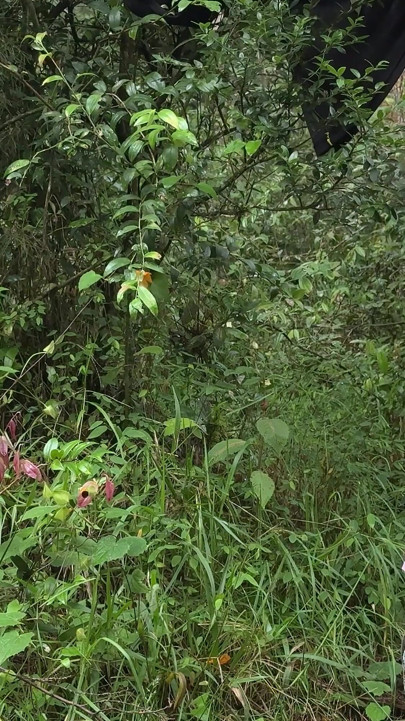 MILF țărancă flirtează cu mine la târg și ne întâlnim în pădure