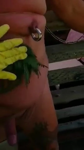 Nettels on cock