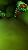 Pratinjau video