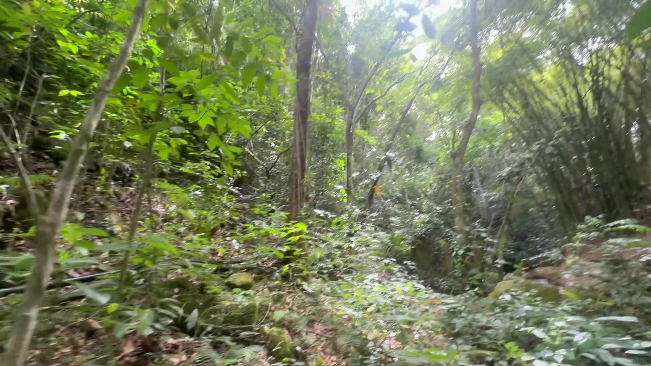 我和害羞的继妹一起去树林里徒步旅行，最后我们狠狠地操逼，直到我射在她的屁股上