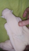 Pregled videozapisa