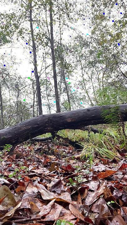 In the woods