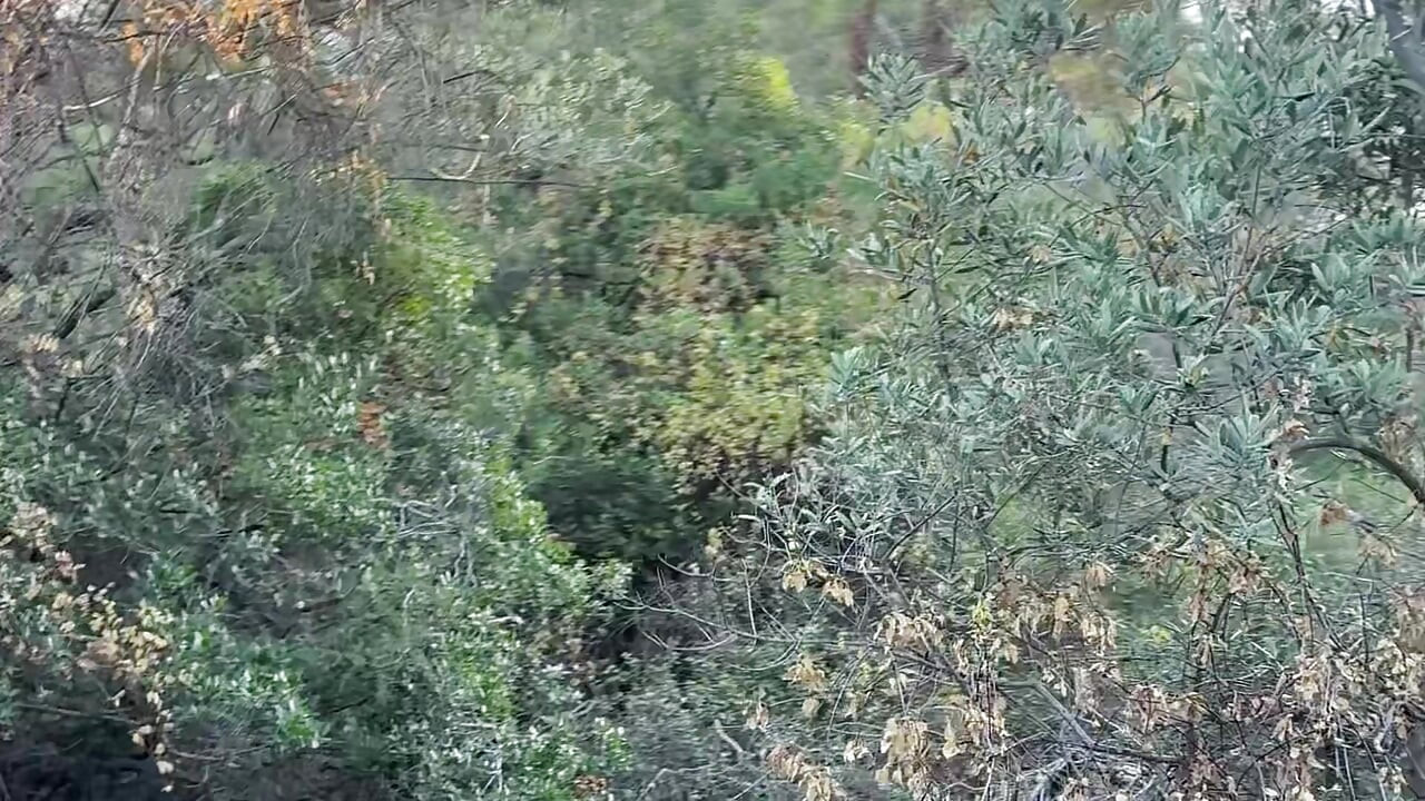 Part 1 A guy with a big cock in the forest filled my mouth with cum in the forest and then fucked in the ass