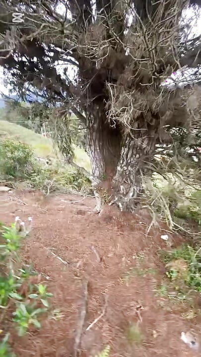 Buscamos un sitio en el bosque y le chupe la verga