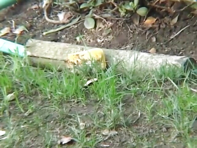 ホット古いギャルにチアリーダー取得ファックと吸う