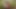 Ateşli travesti Viviane Rios sikildikten sonra yarağını emiyor