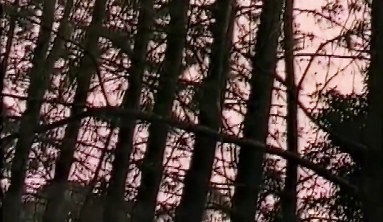 Maduro dotado barebacks ansioso maduro dotado con ganas de twink contra forest treetwink contra forest treetwink contra forest tree treetwink contra forest tree tree