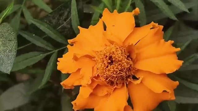 Bengali Village Sexy Girl Sex Story