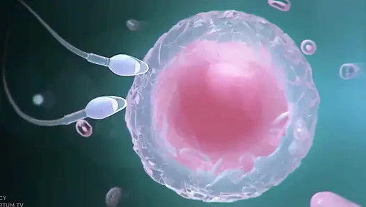 Frefly dream animasyonu