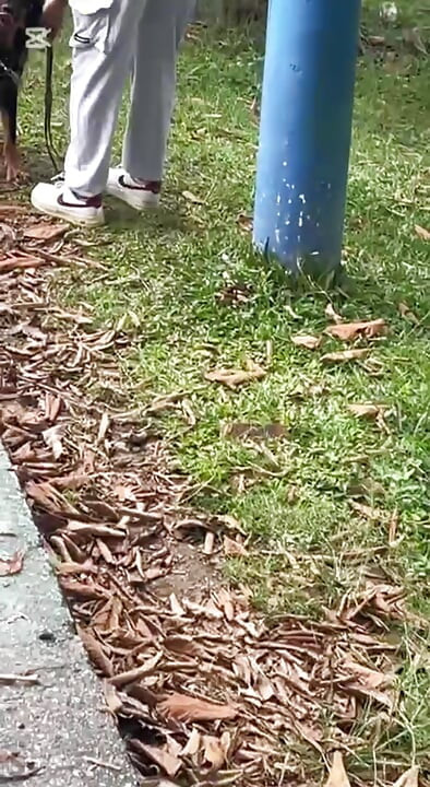 A szomszéd hazajön