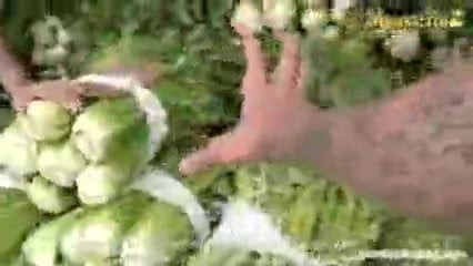 Rasagula sex