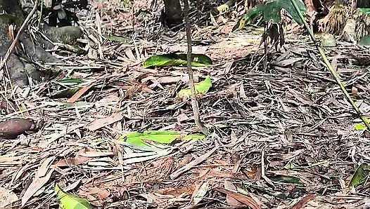 Silent beauty of my garden