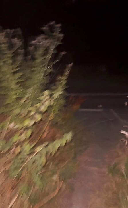 Naked wanking and showing off in woods with passing cars