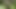 Forest Goblin Enema Part 1