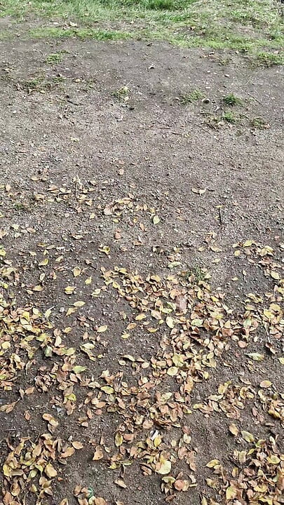Bulgarian thick cock gets a bulge and spurts cum on a bench in the city park.
