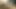 HORNY LATIN DADDY BEAR NICE UNCUT BROWN COCK CUM