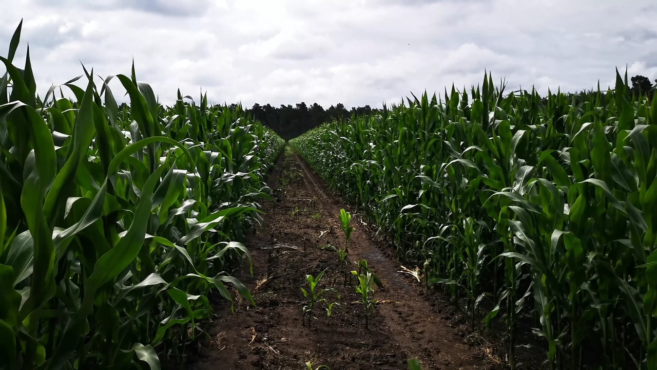 Slap my tits in the cornfield