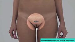 वास्तविक महिला शरीर रचना विज्ञान - योनी की दृश्य परीक्षा 1