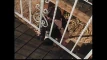 Podgląd wideo