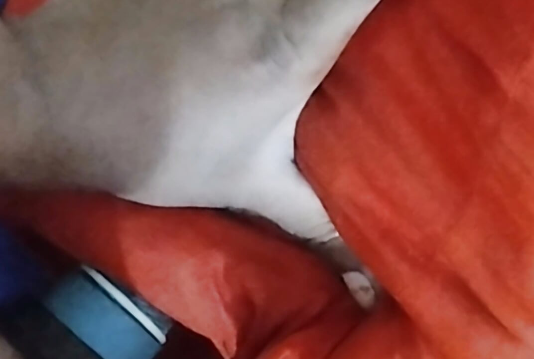 Desi gutt fuking video