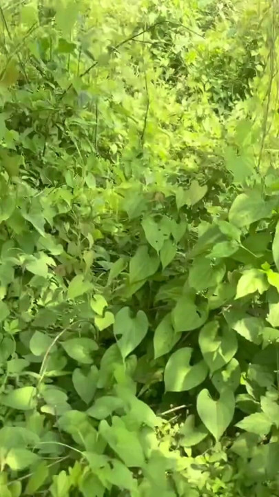 Bugil di hutan sama cowok berotot india | Klip 2