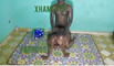 Pregled videozapisa