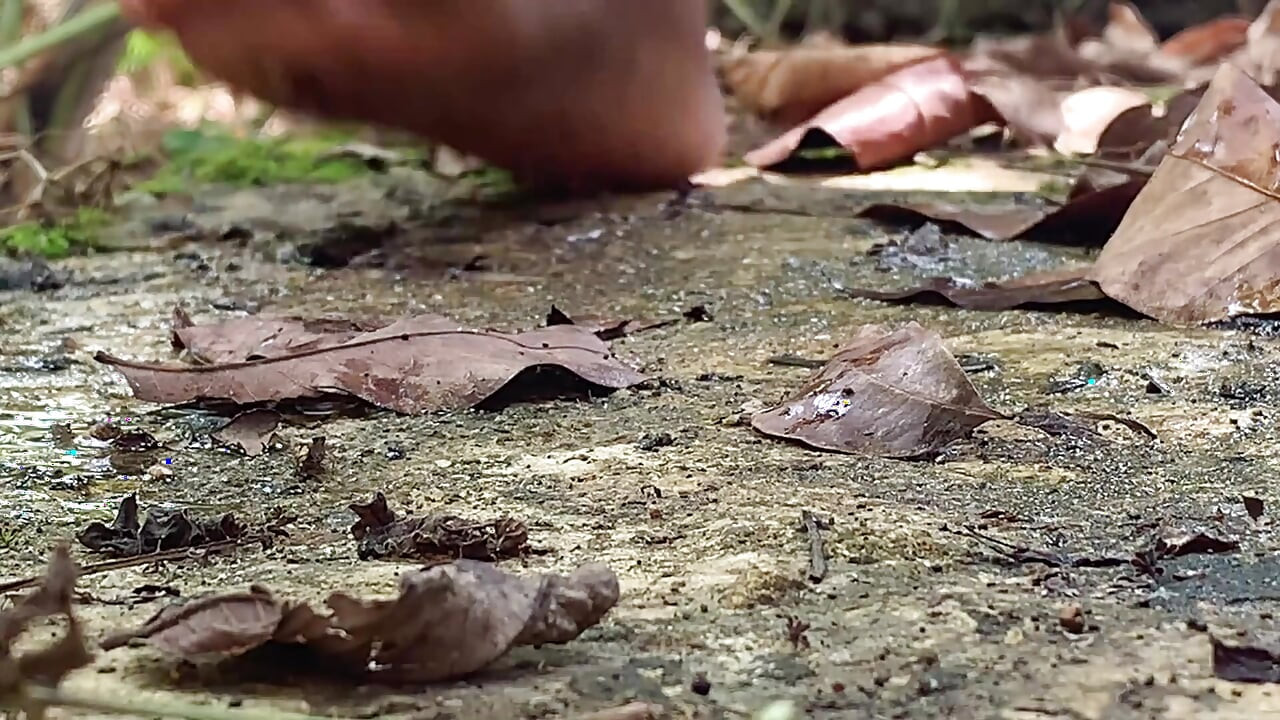 穀物を摘みに森に行ったとき。