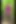 TS Lilly Sophie Pissing and Cum in Forest