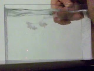 Spermă în apă, într-un recipient ca un acvariu mic - 01