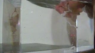 Éjaculation dans l&#39;eau, dans un récipient comme un petit aquarium - 03