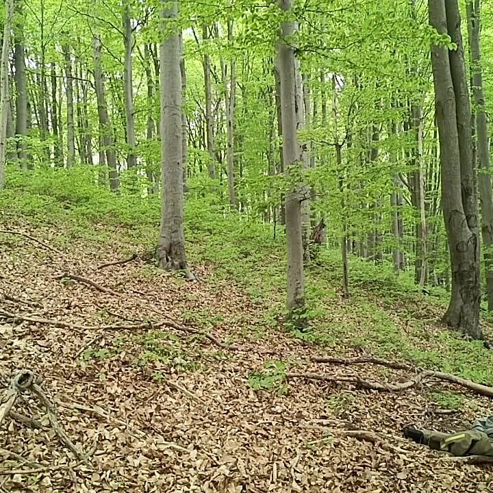 I Chase Him Through the Leaves