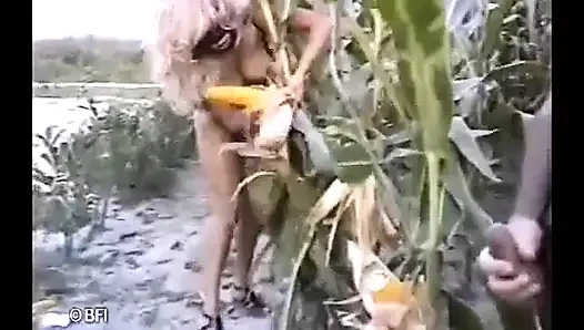 Кукуруза в початках.