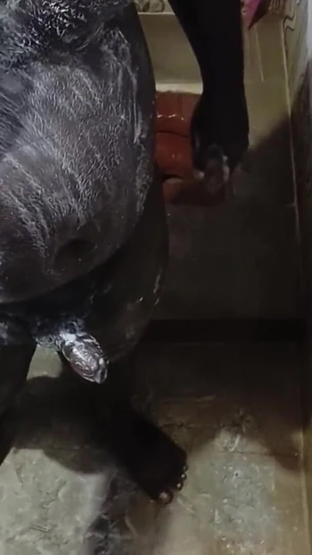 Powerful moment from "shower bathing and handjob cum"