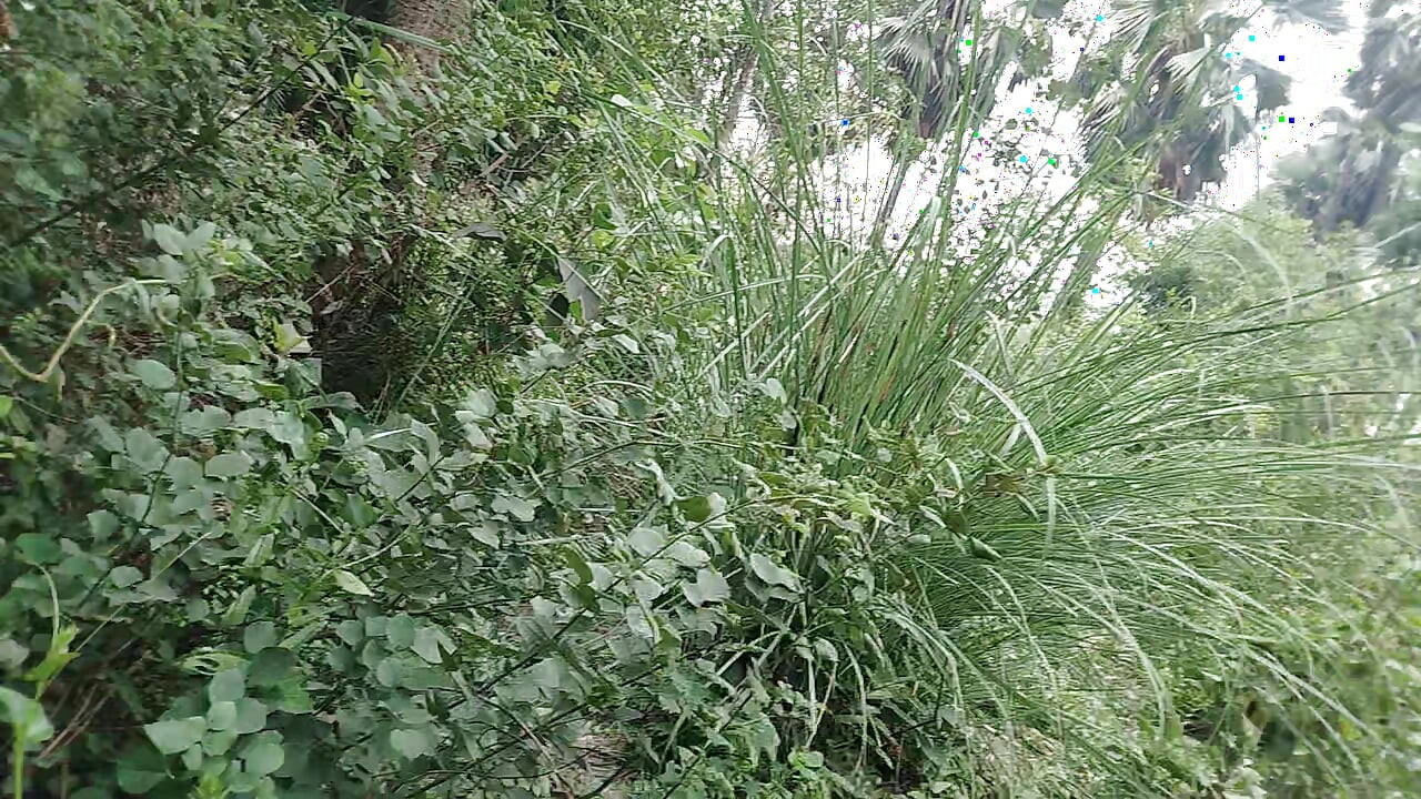A Asian Boy IN Forest Handjob foking