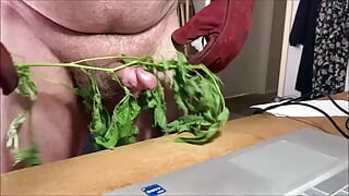 Stinging Nettles CBT