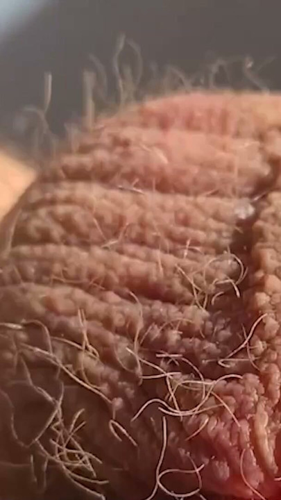 Thick, fat, hard banded cock comes without squirting during horny banding session | Clip 2