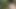 ニカ。